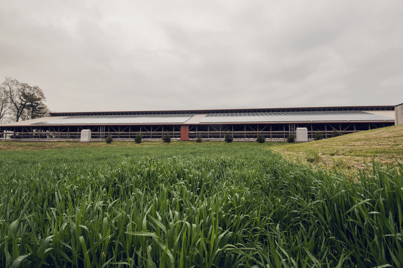 Bâtiment agricole équipé de panneaux solaires en toiture, en bordure de champ